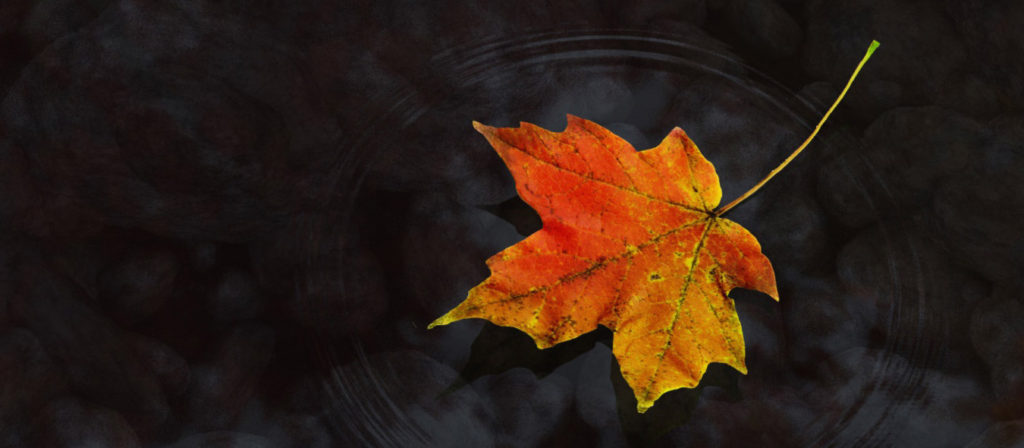 rutherford pet cremation