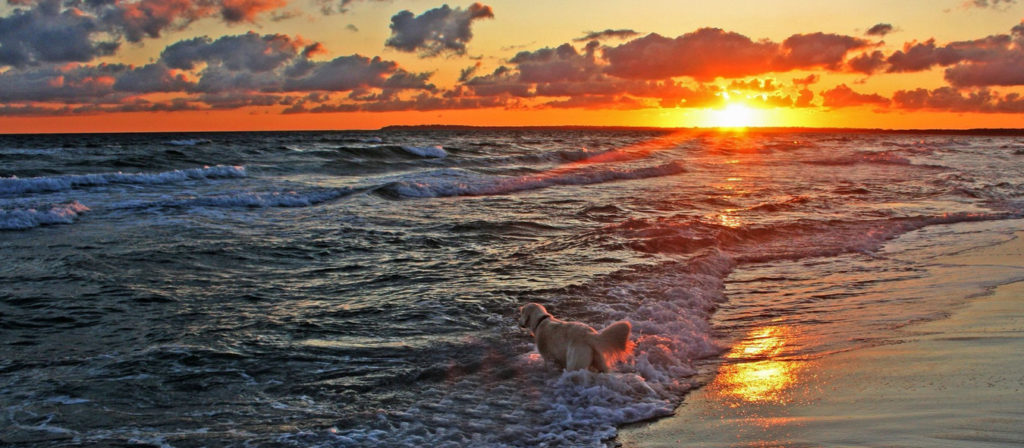 pet-sunset