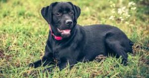 dog-obit